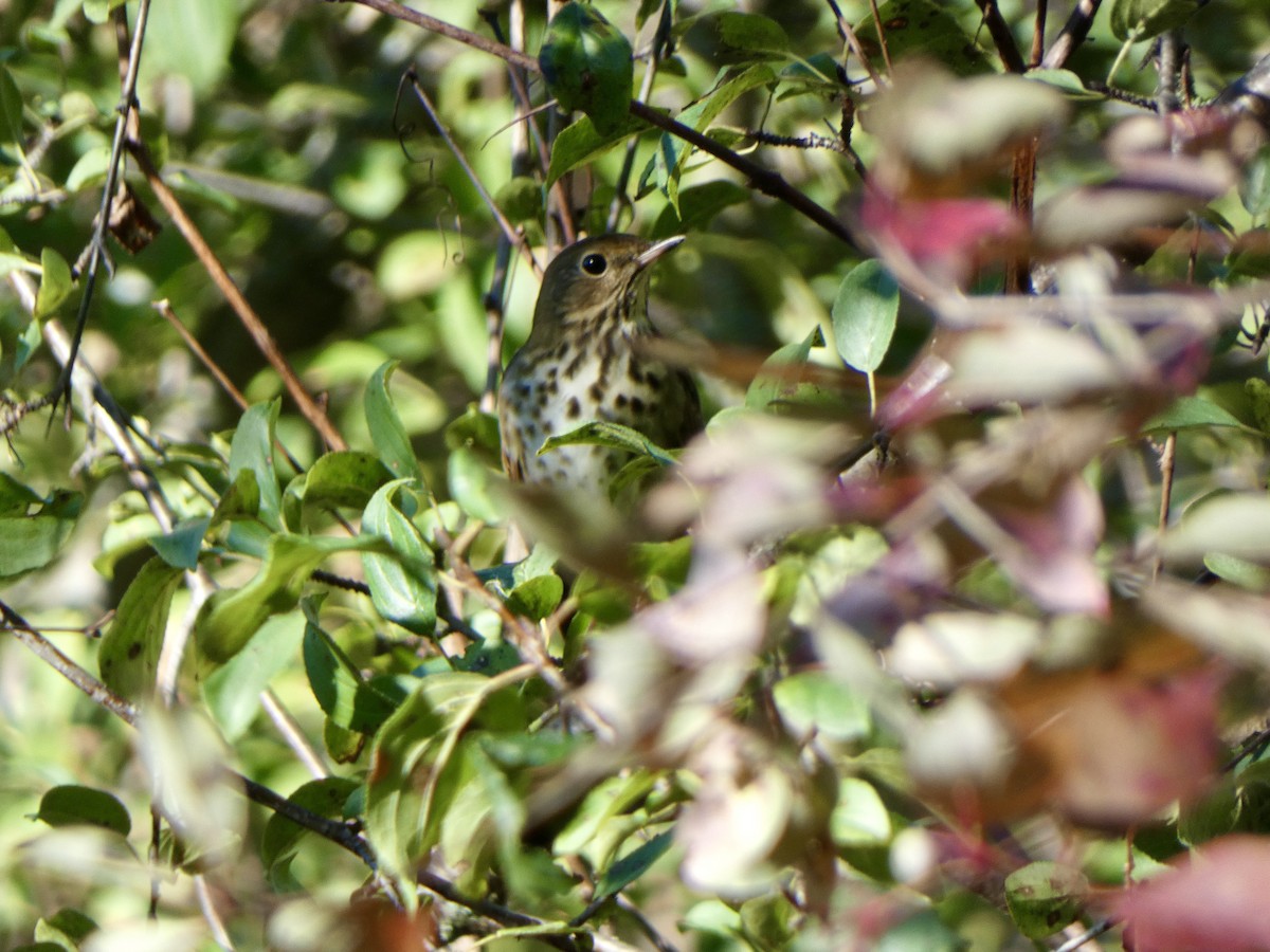 Hermit Thrush - ML380981911