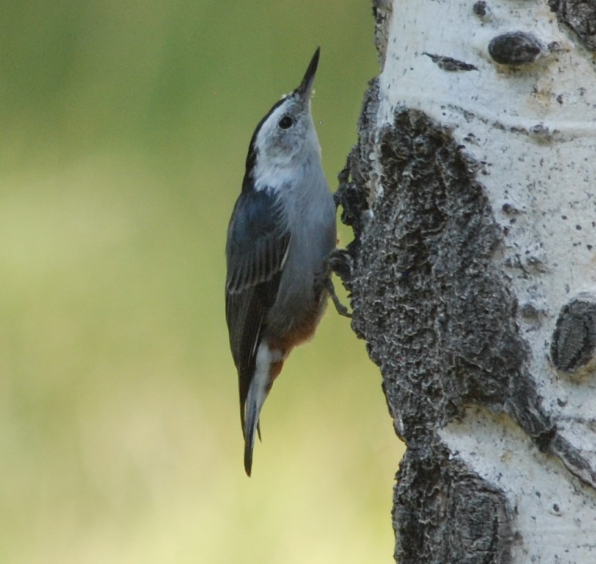 White-breasted Nuthatch - ML380982221
