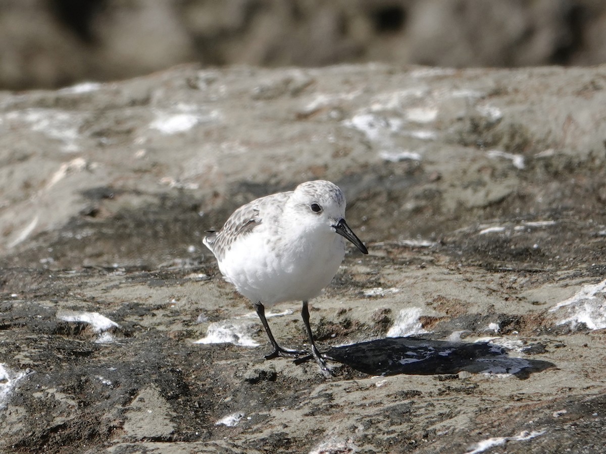 Bécasseau sanderling - ML380983241