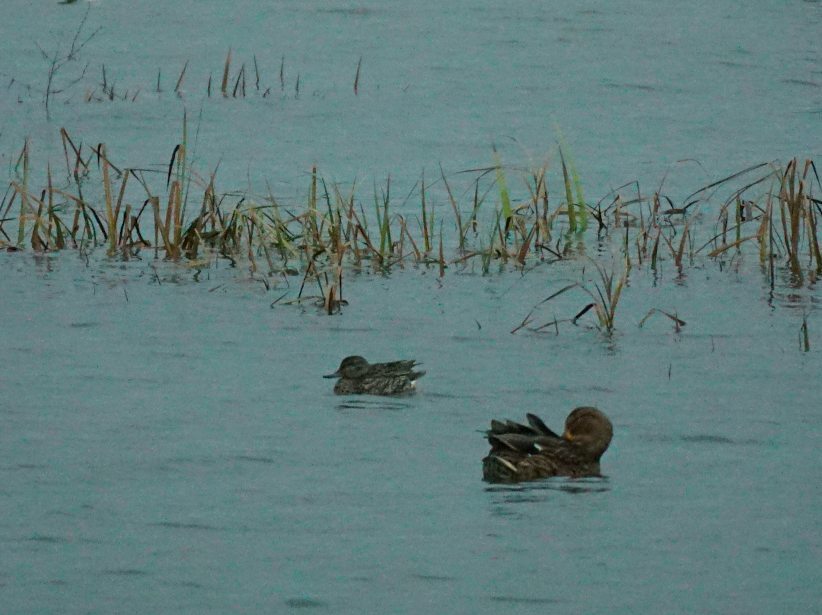 Green-winged Teal - ML380983691