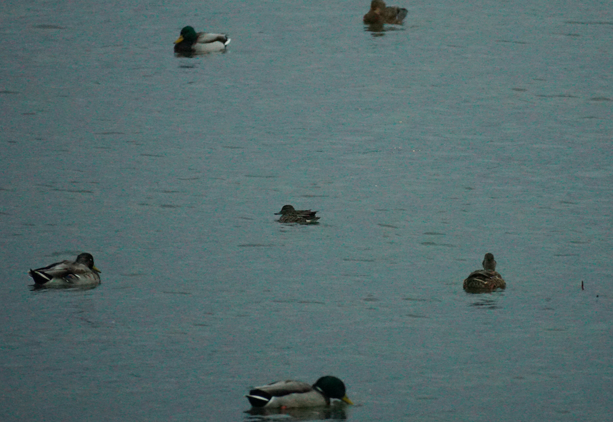Green-winged Teal - ML380983701
