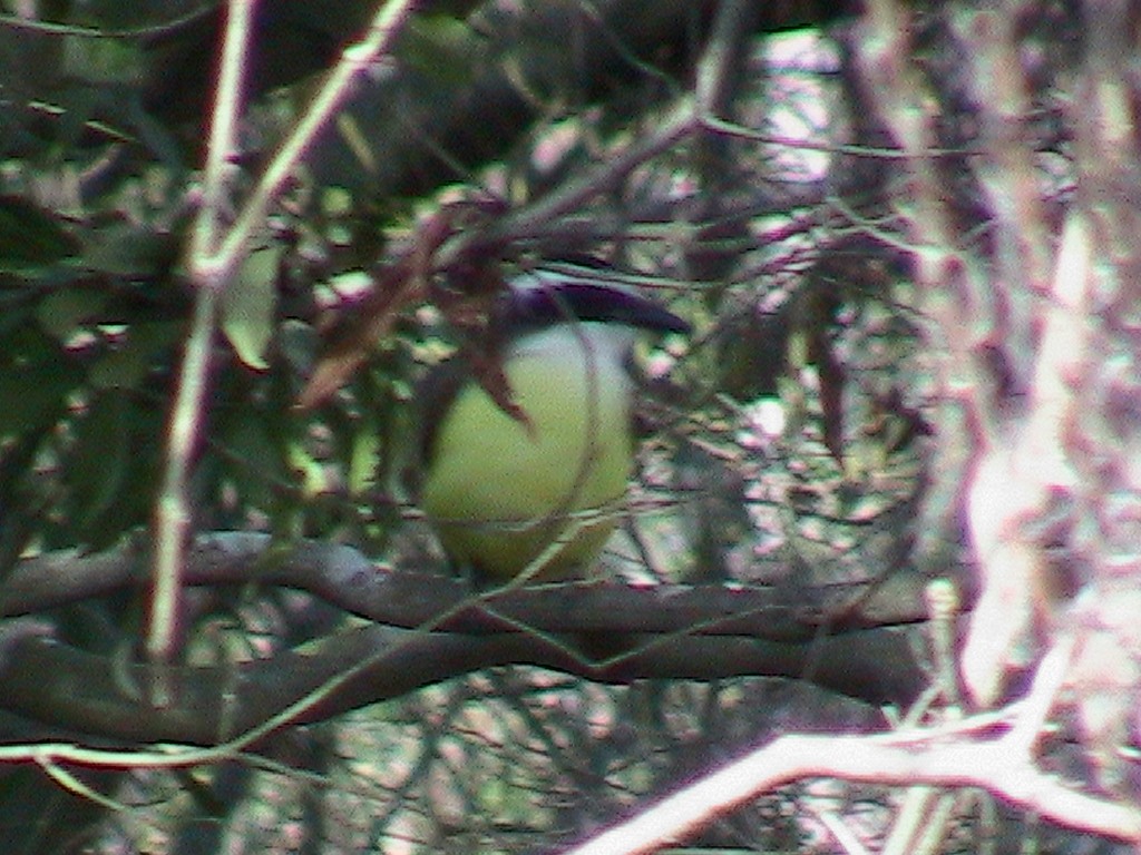 Great Kiskadee - David Muth