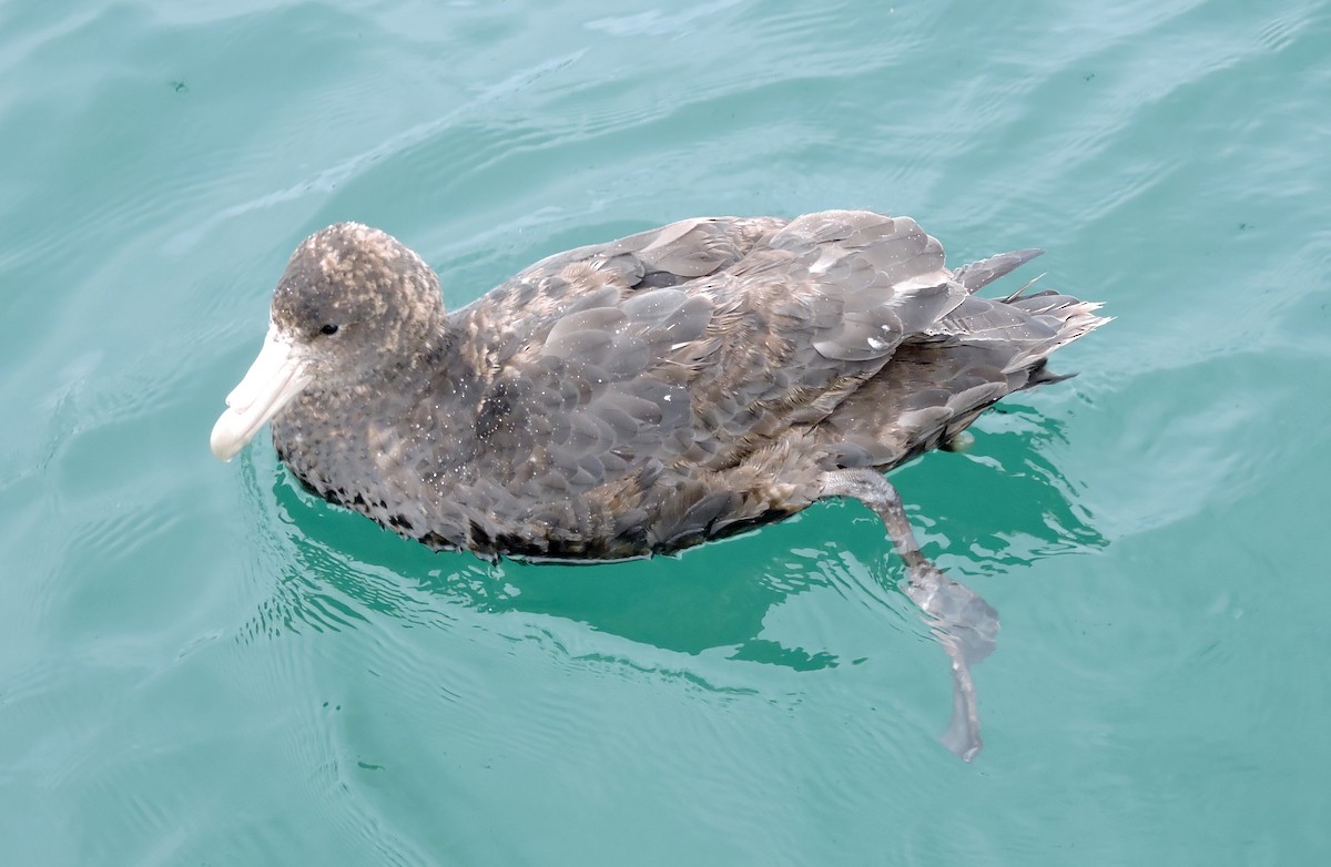 Southern Giant-Petrel - ML38098461