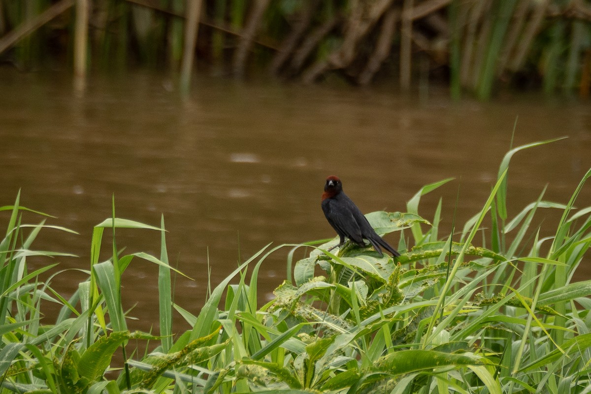 Chestnut-capped Blackbird - Vitor Rolf Laubé