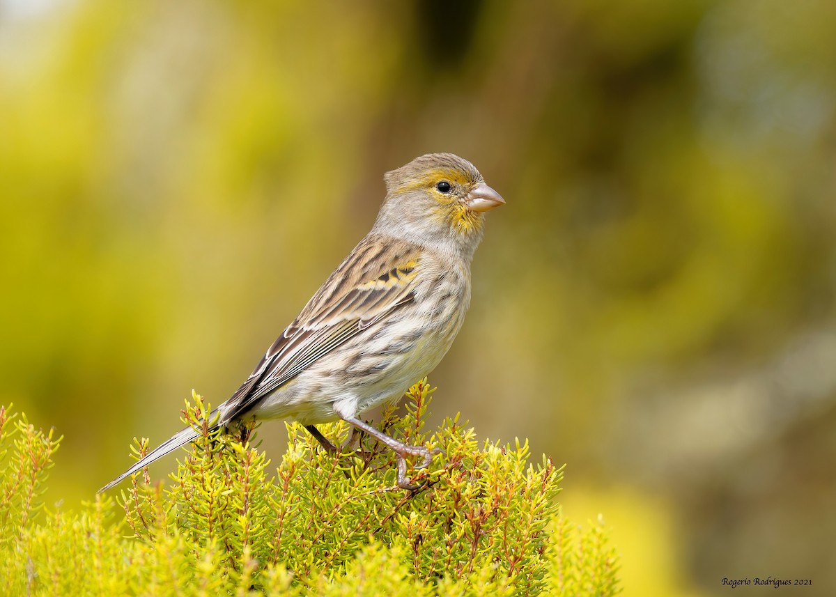 Island Canary - ML380986161