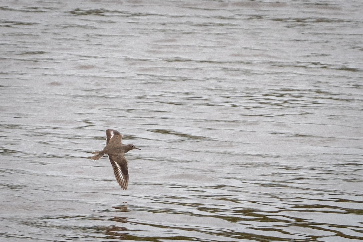 Spotted Sandpiper - Vitor Rolf Laubé