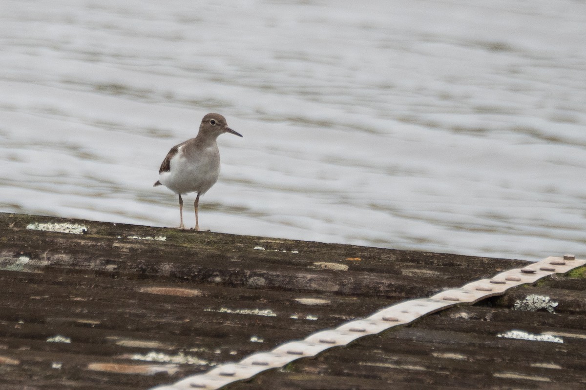 Spotted Sandpiper - Vitor Rolf Laubé