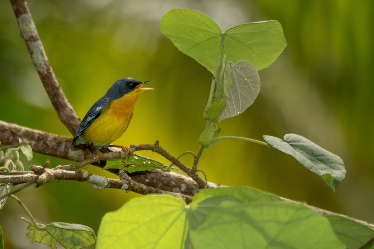 Tropical Parula - Vitor Rolf Laubé