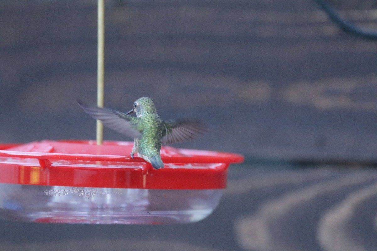 Anna's x Allen's Hummingbird (hybrid) - ML380988141