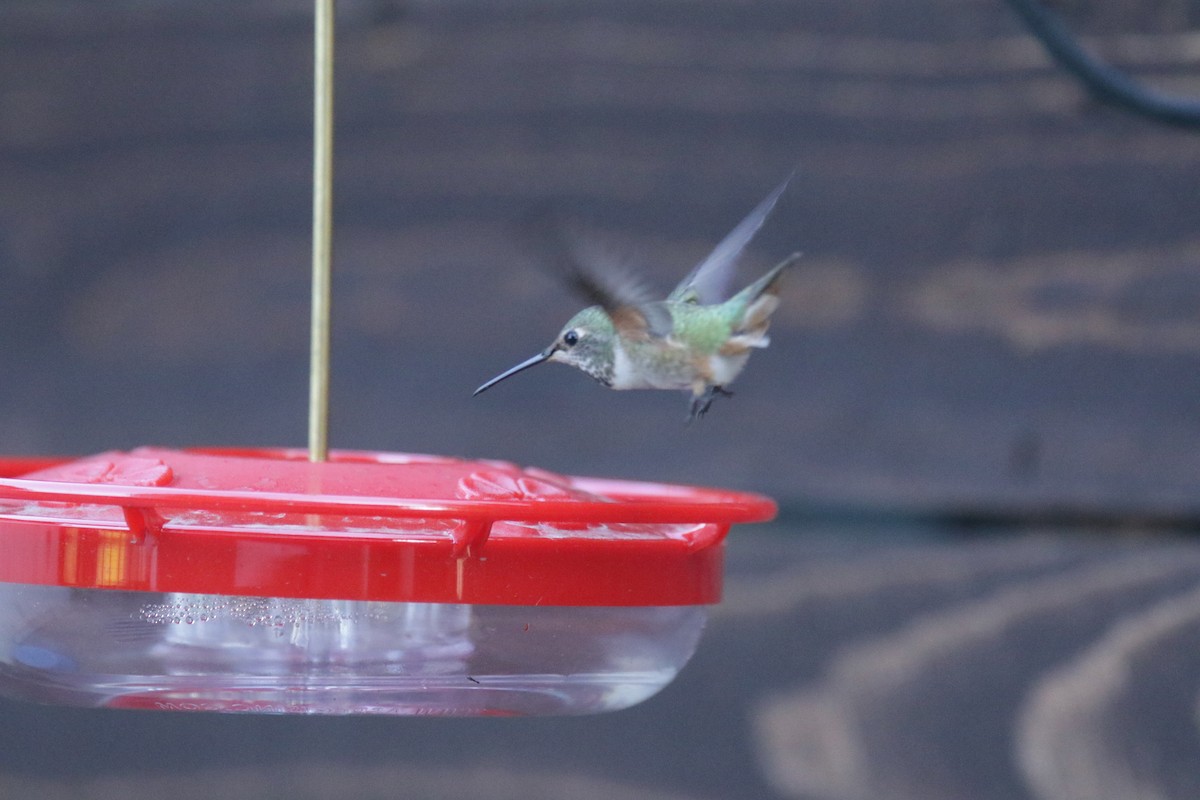 Anna's x Allen's Hummingbird (hybrid) - Ryan Terrill