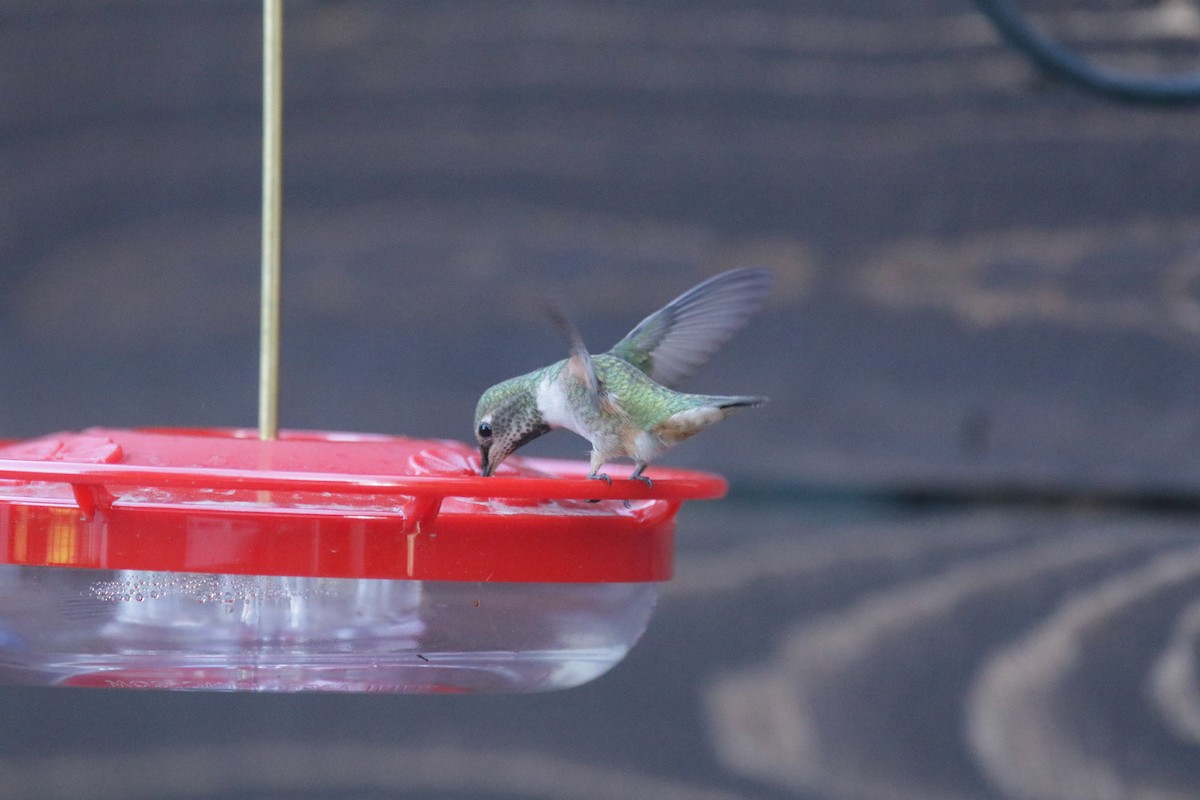 Anna's x Allen's Hummingbird (hybrid) - ML380988171