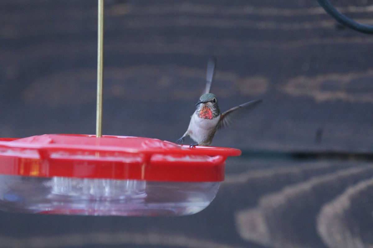 Anna's x Allen's Hummingbird (hybrid) - ML380988181