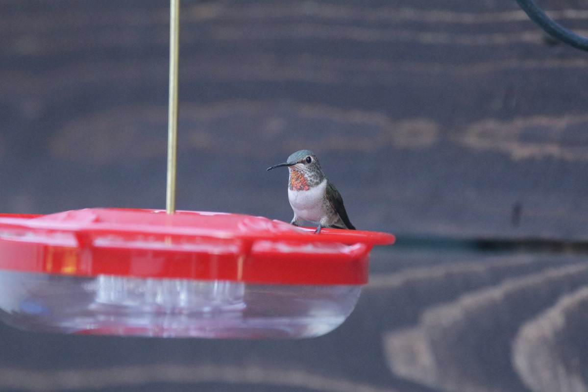 Anna's x Allen's Hummingbird (hybrid) - ML380988191