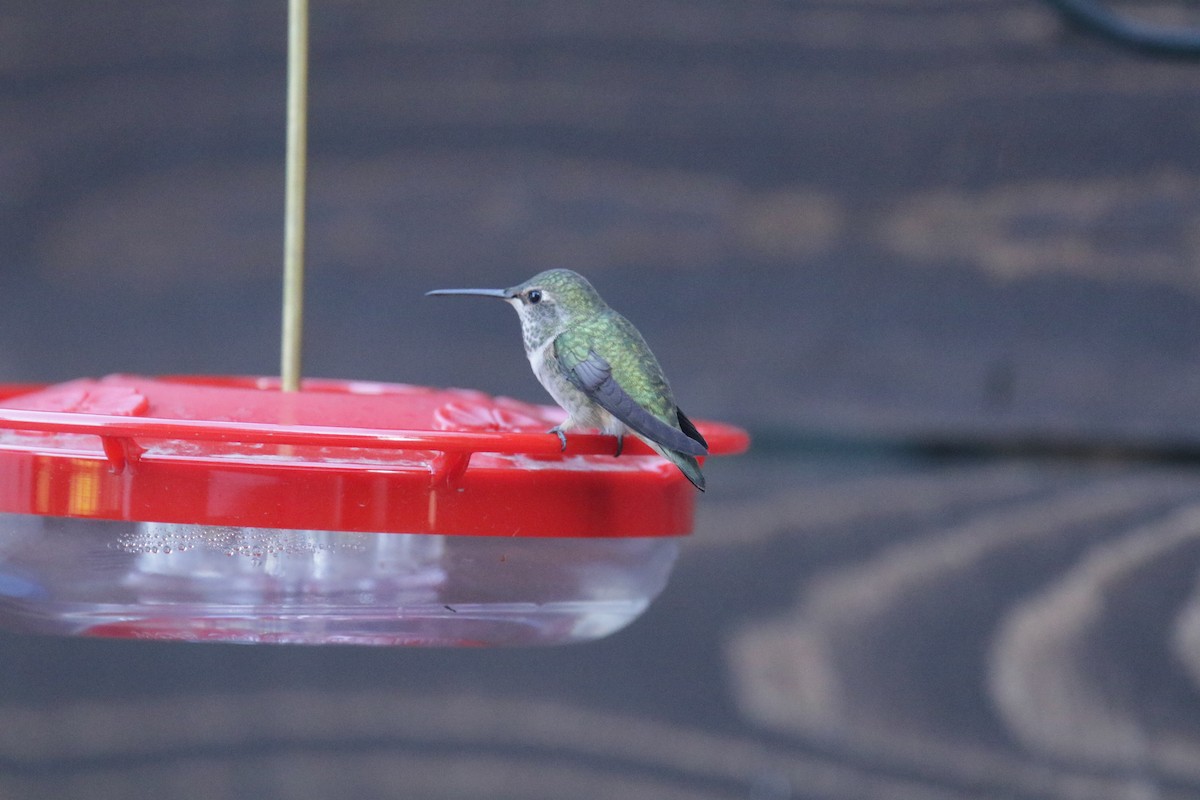 Anna's x Allen's Hummingbird (hybrid) - ML380988231