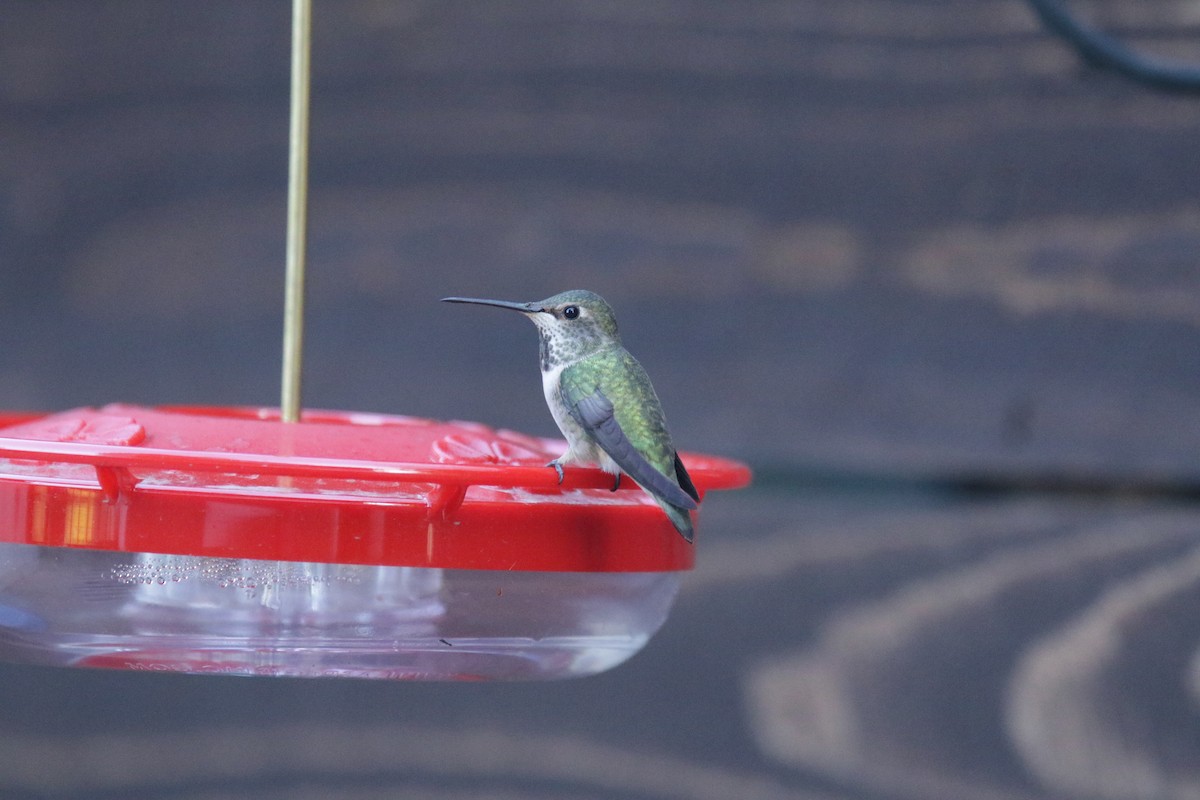 Anna's x Allen's Hummingbird (hybrid) - ML380988241