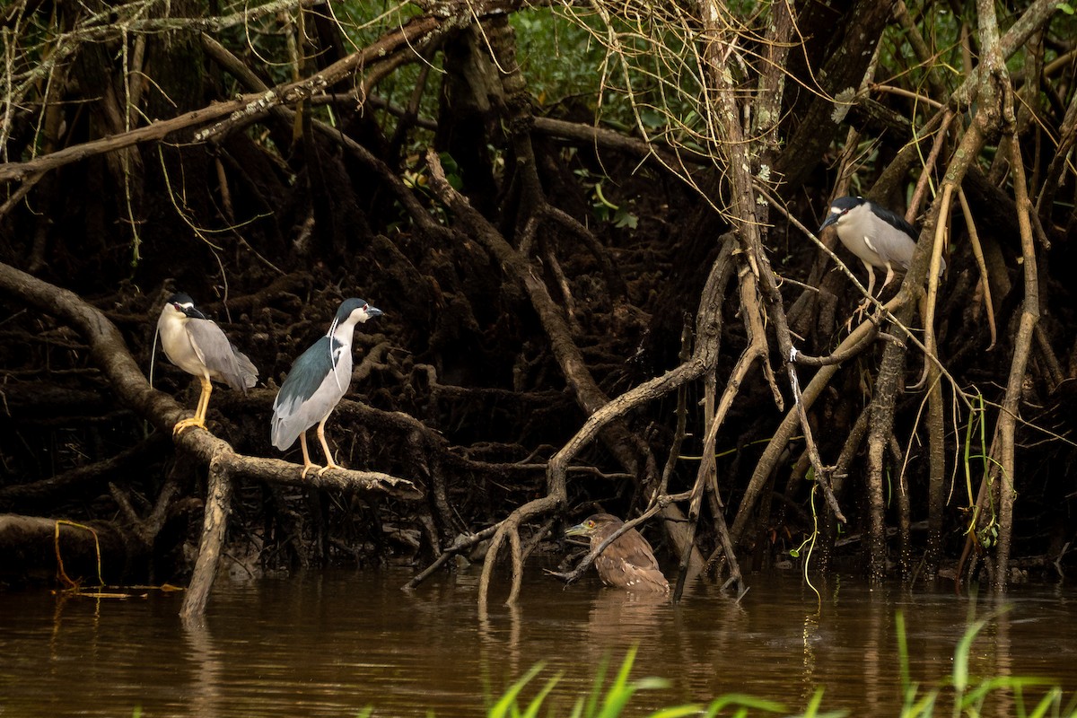 Black-crowned Night Heron - Vitor Rolf Laubé