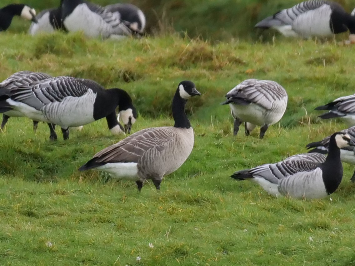 Cackling Goose - Steve Percival