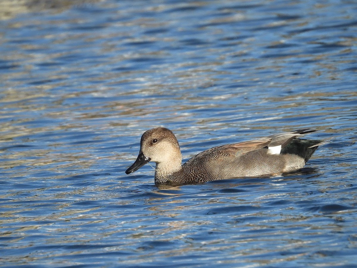 Gadwall - ML380991151