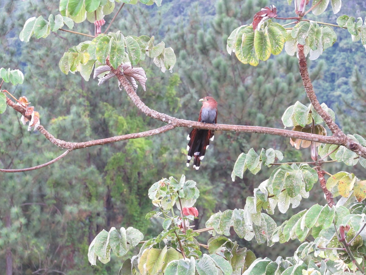 Squirrel Cuckoo - ML380992071