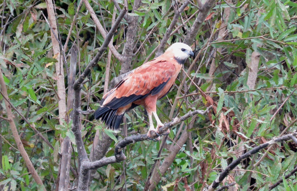 Black-collared Hawk - Fernando Angulo - CORBIDI