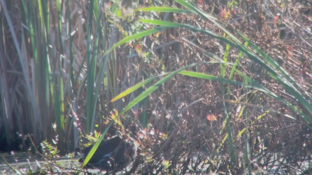 Gallinule d'Amérique - ML380995621