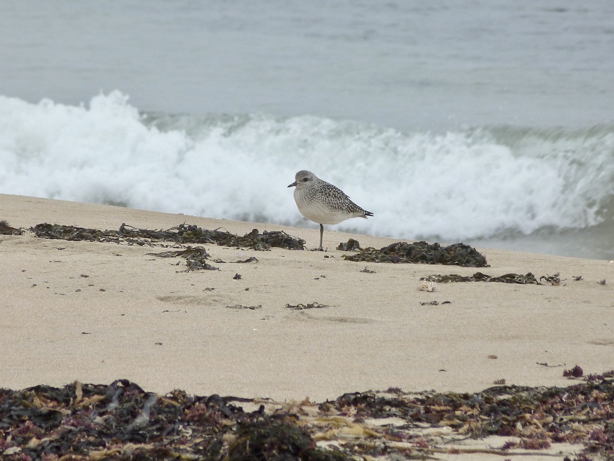 Black-bellied Plover - ML380998741