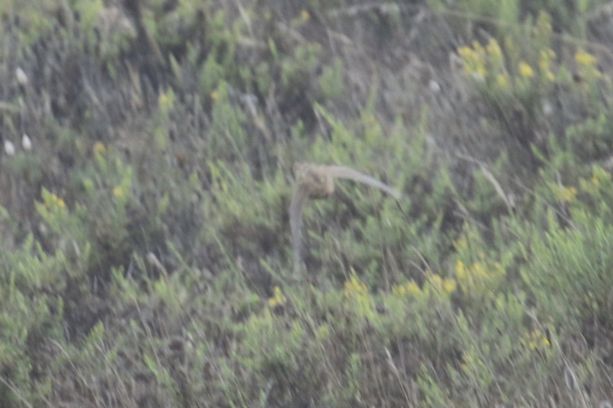 Common Quail - ML380999041