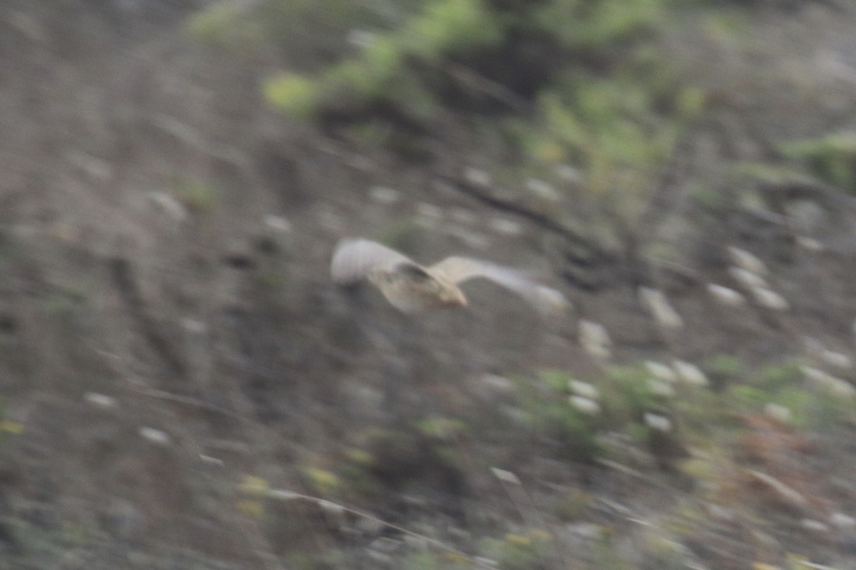 Common Quail - ML380999061