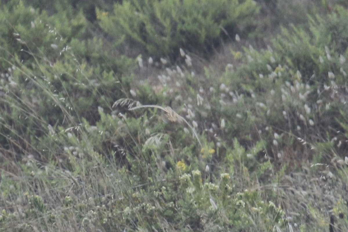 Common Quail - ML380999101