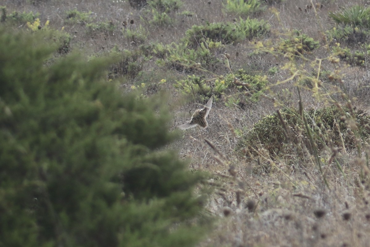 Common Quail - ML380999651