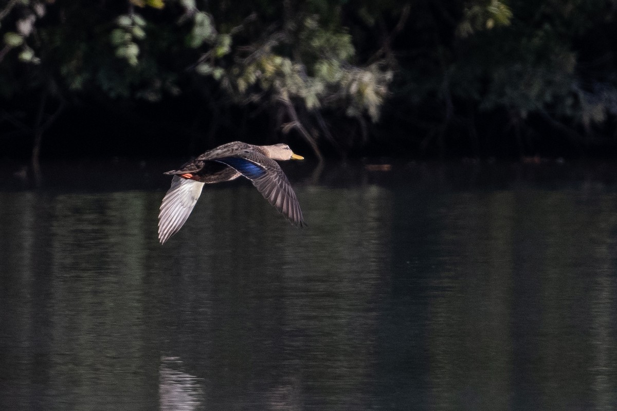 Mottled Duck - ML381002441