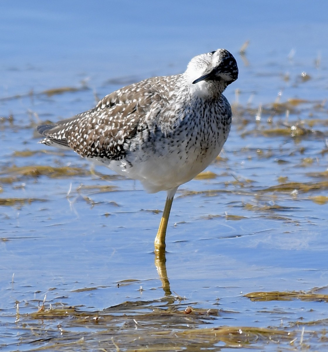Greater Yellowlegs - ML381003491
