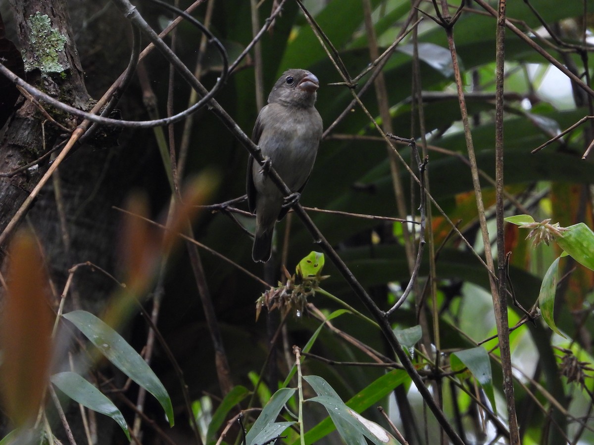 Temminck's Seedeater - ML381004811