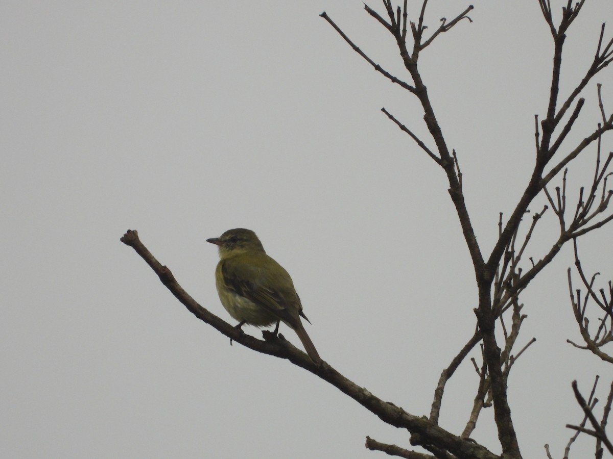 Rough-legged Tyrannulet - ML381005131