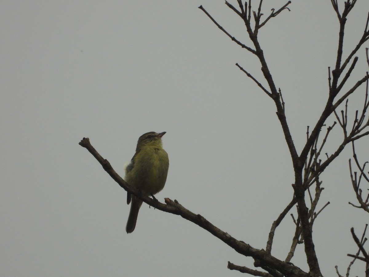 Rough-legged Tyrannulet - ML381005151