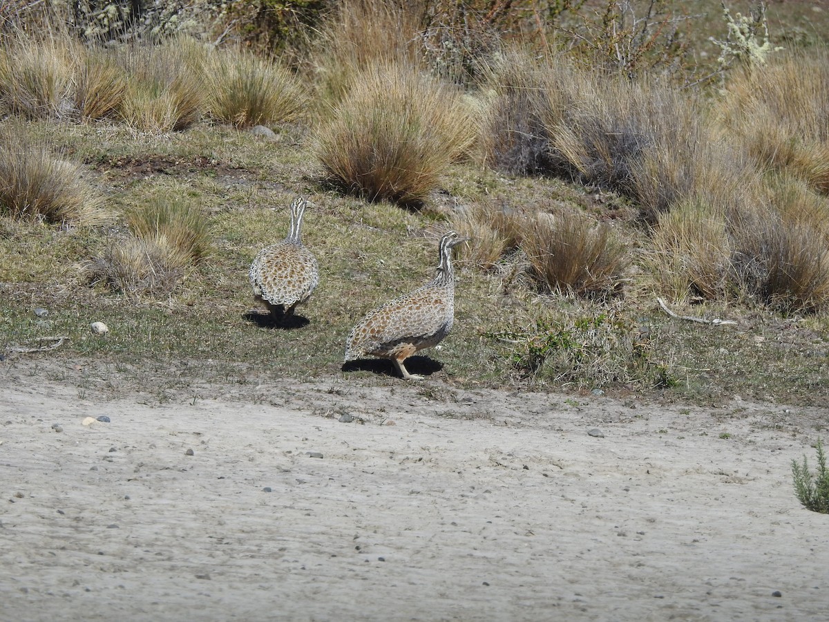 Patagonian Tinamou - ML381006651