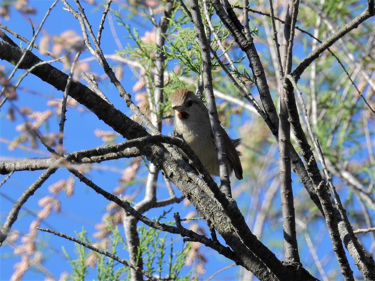 Short-billed Canastero - ML381006771