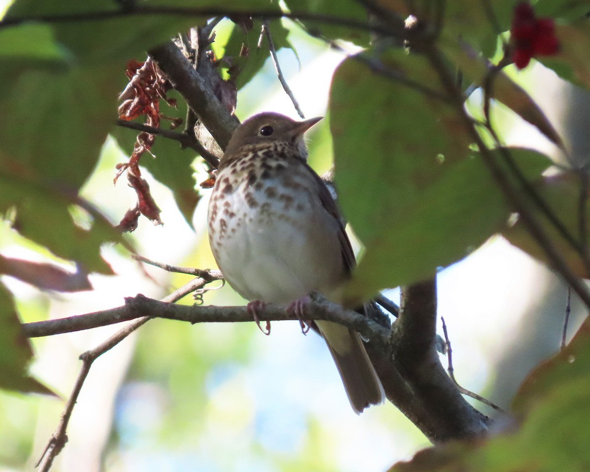 Hermit Thrush - ML381009901