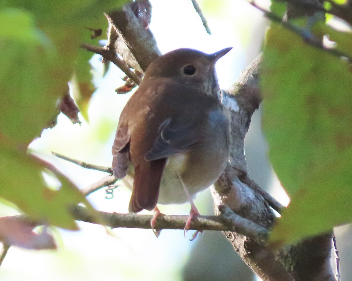 Hermit Thrush - ML381009931