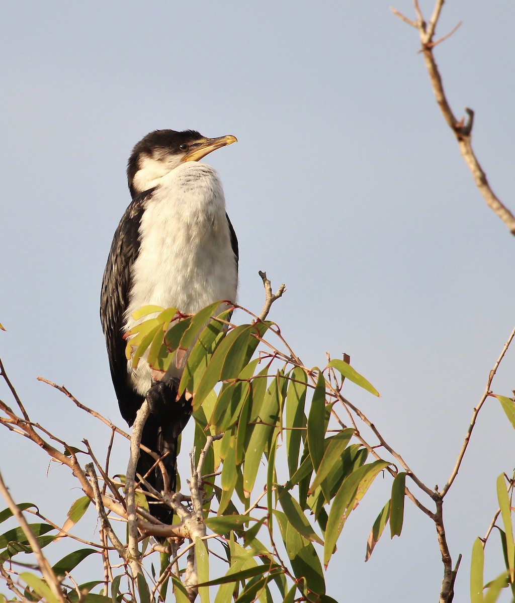 Little Pied Cormorant - ML38101031