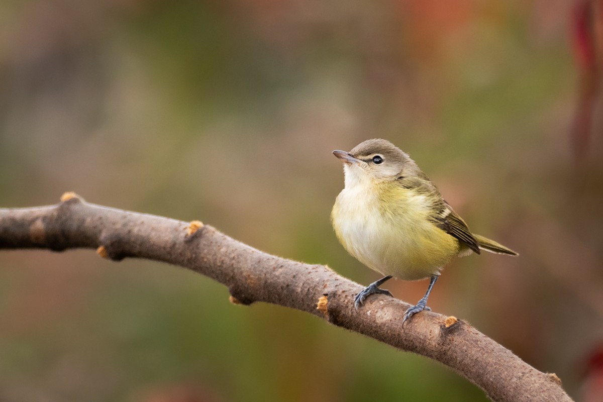 Bell's Vireo - ML381012151