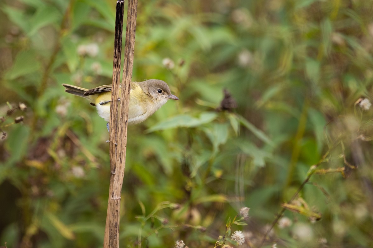 Bell's Vireo - ML381012211