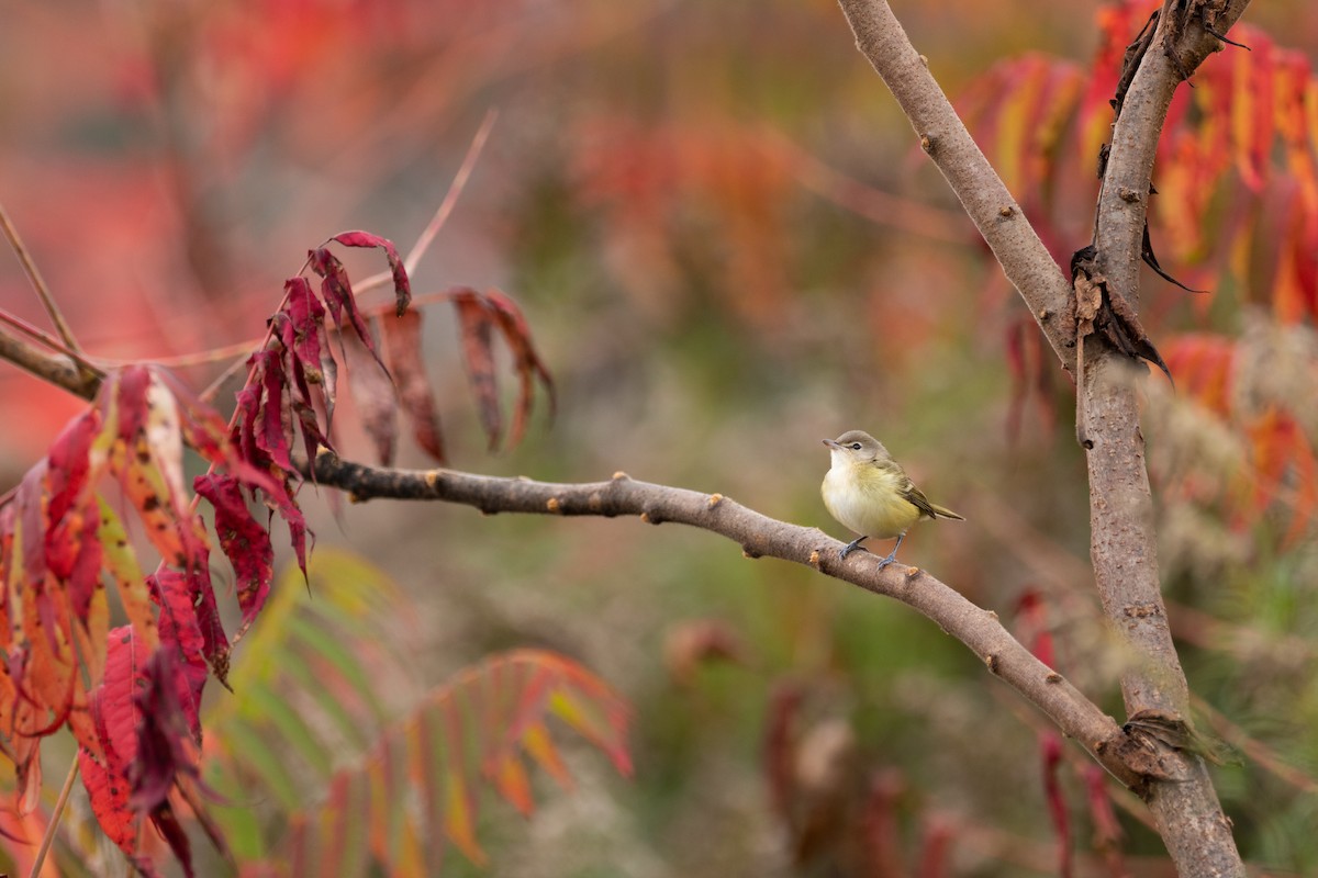 Bell's Vireo - ML381012251