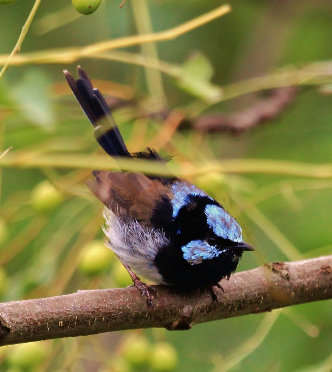 Superb Fairywren - ML38101371