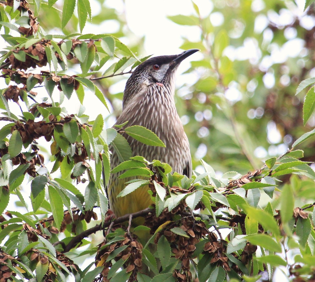 Red Wattlebird - ML38101411