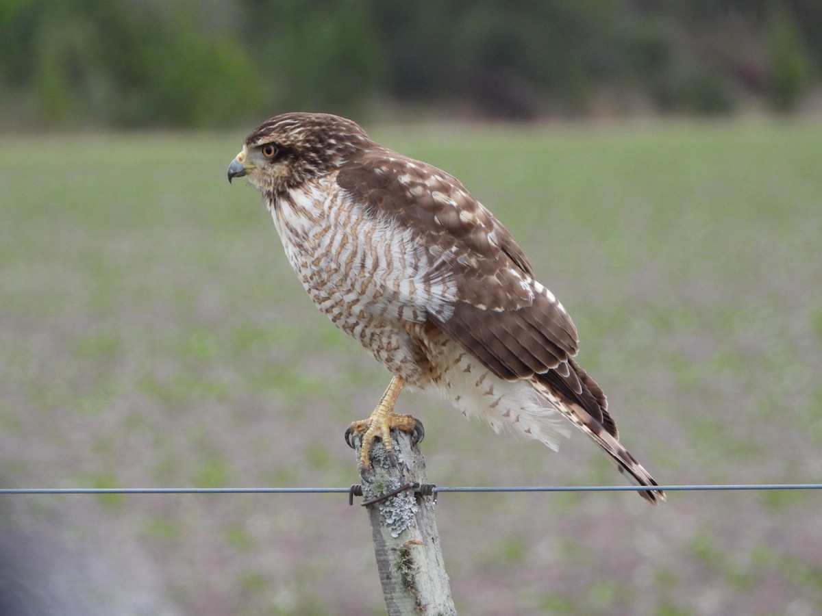 Roadside Hawk - ML381014301