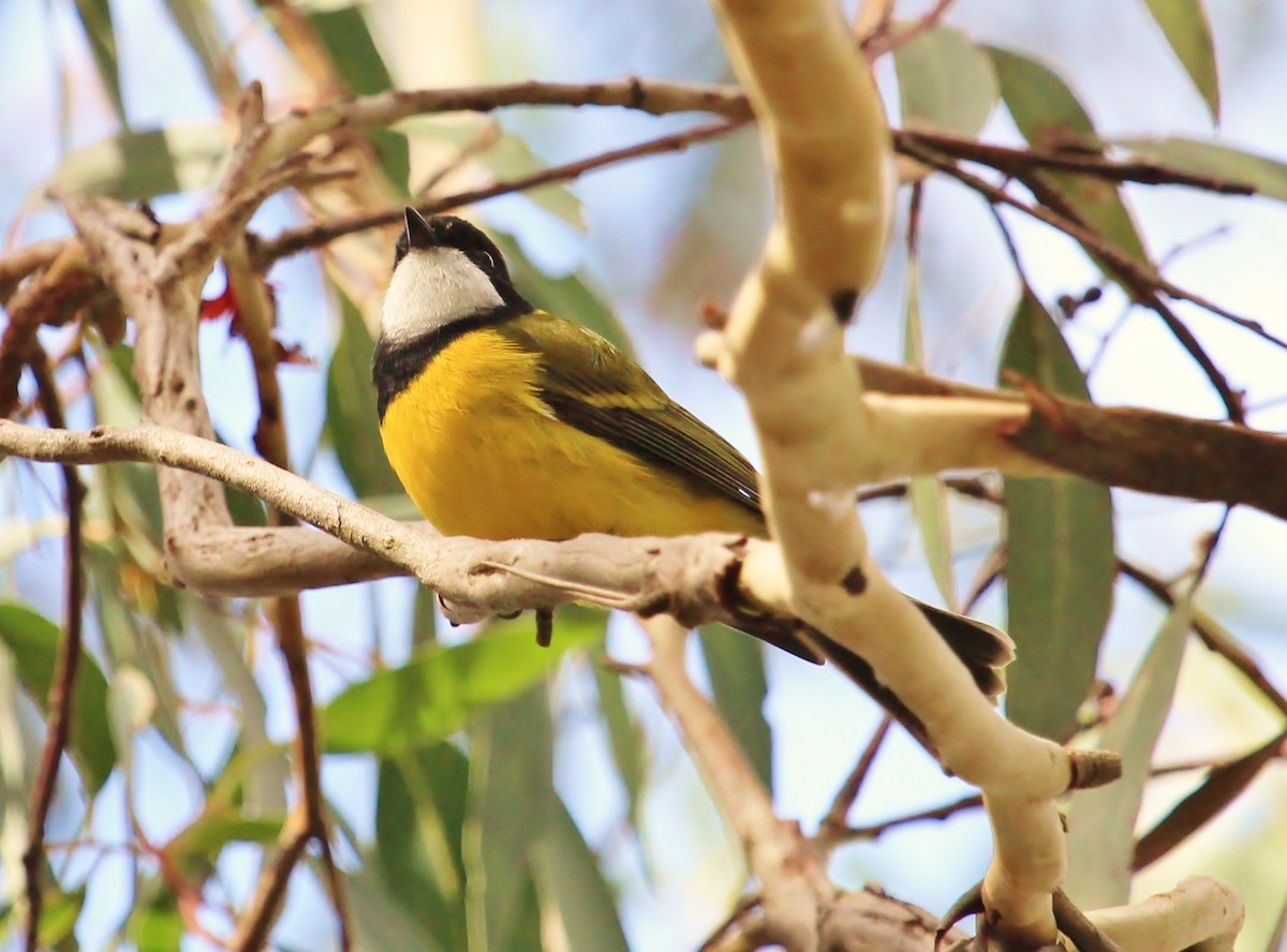 Golden Whistler - ML38101461