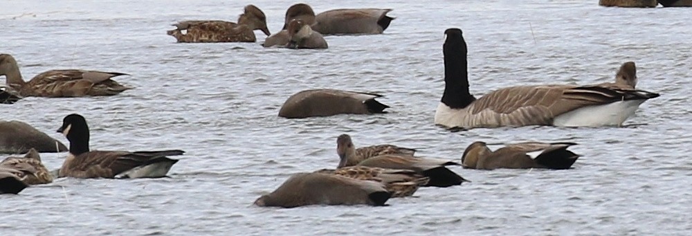 Cackling Goose (Aleutian) - Debby Parker