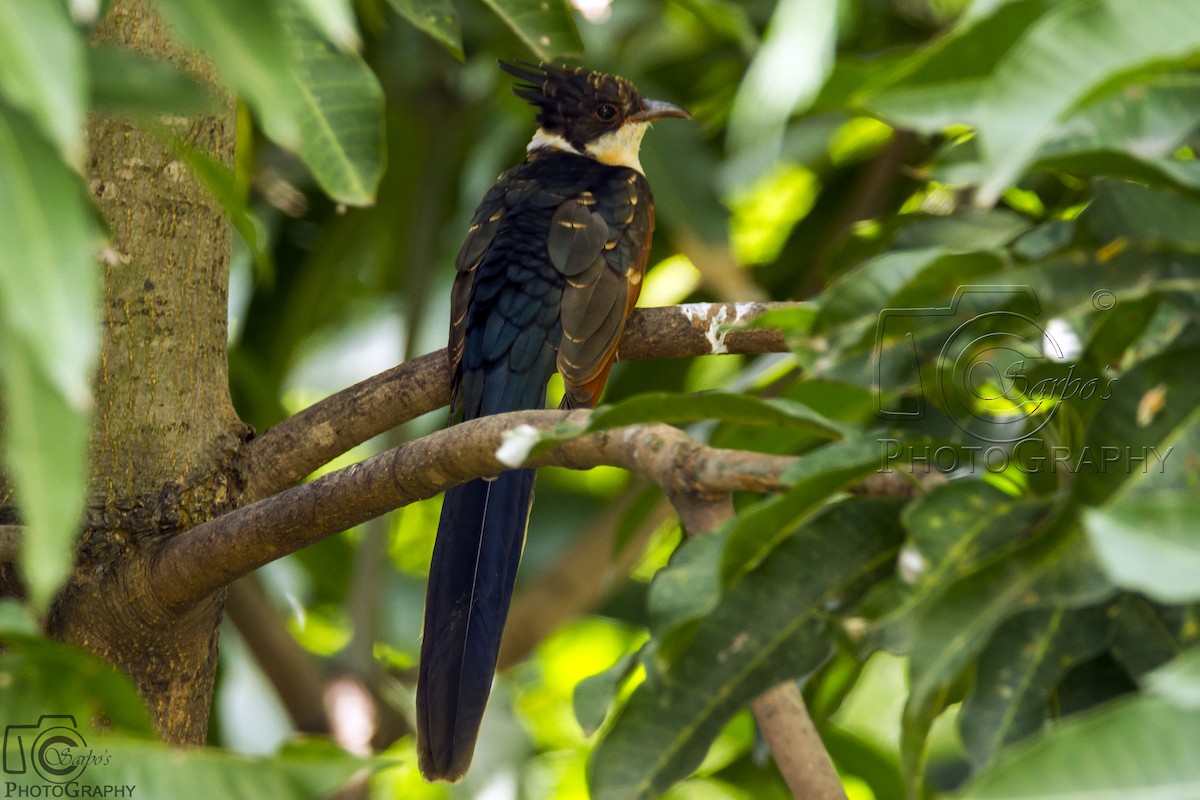 Chestnut-winged Cuckoo - ML381015341