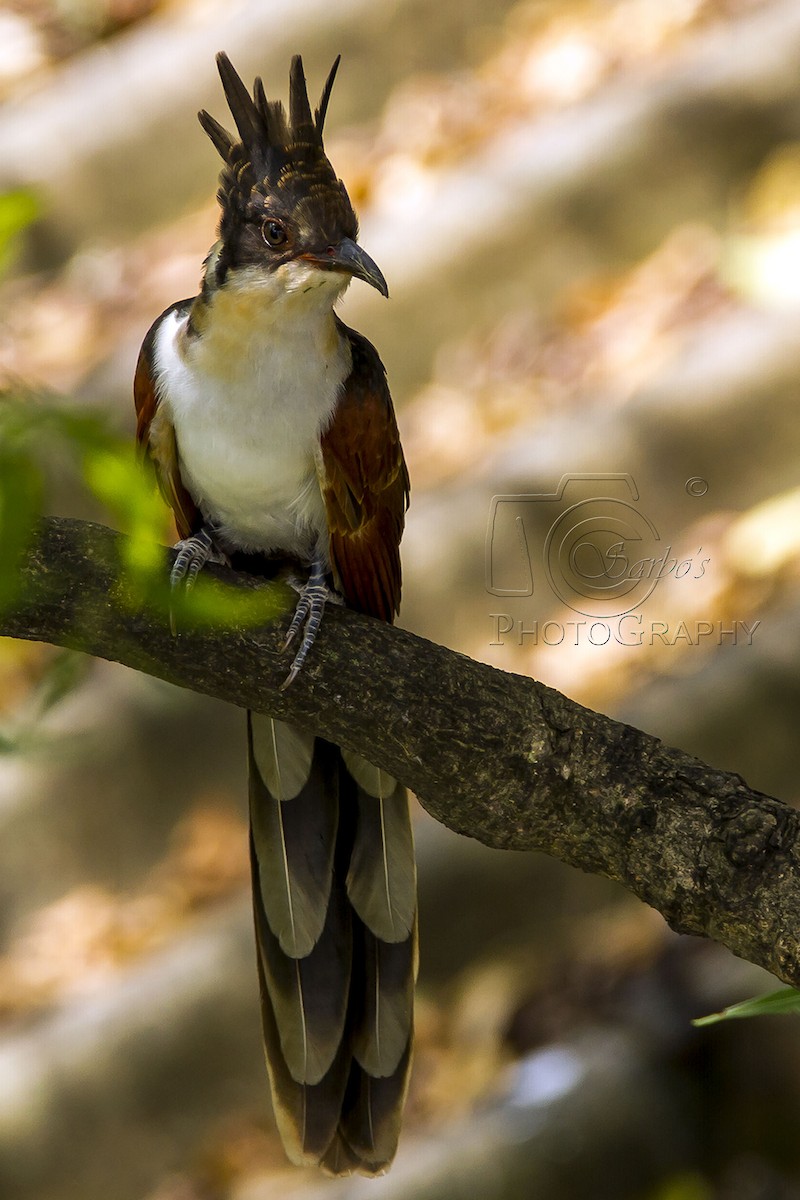 Chestnut-winged Cuckoo - ML381015351